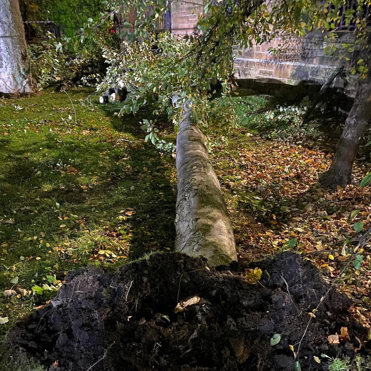 A wind-blown tree lying over with its root plate torn out of the ground