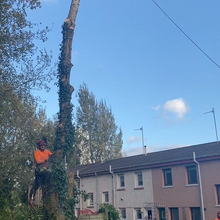 One of the team roped in on an ivy-covered trunk above a row of Glasgow houses