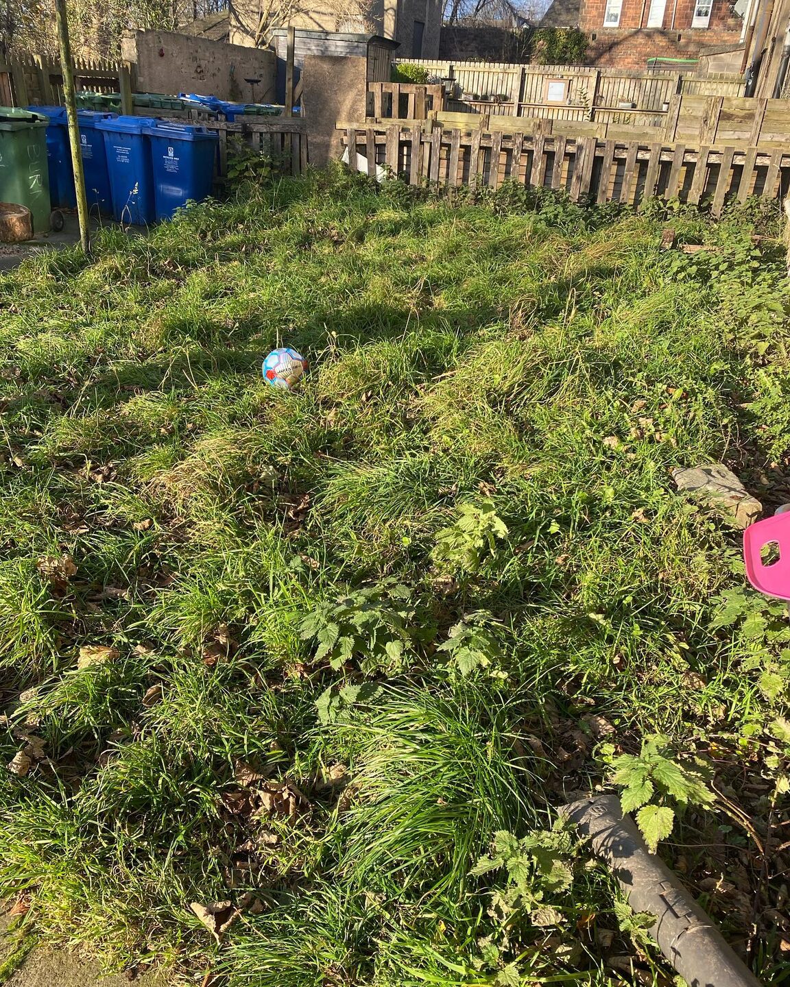 A tenement back court completely overgrown with waist-high weeds