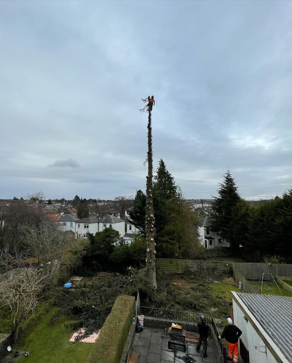 A tall conifer stripped back to a bare spar, half dismantled, above the rooftops