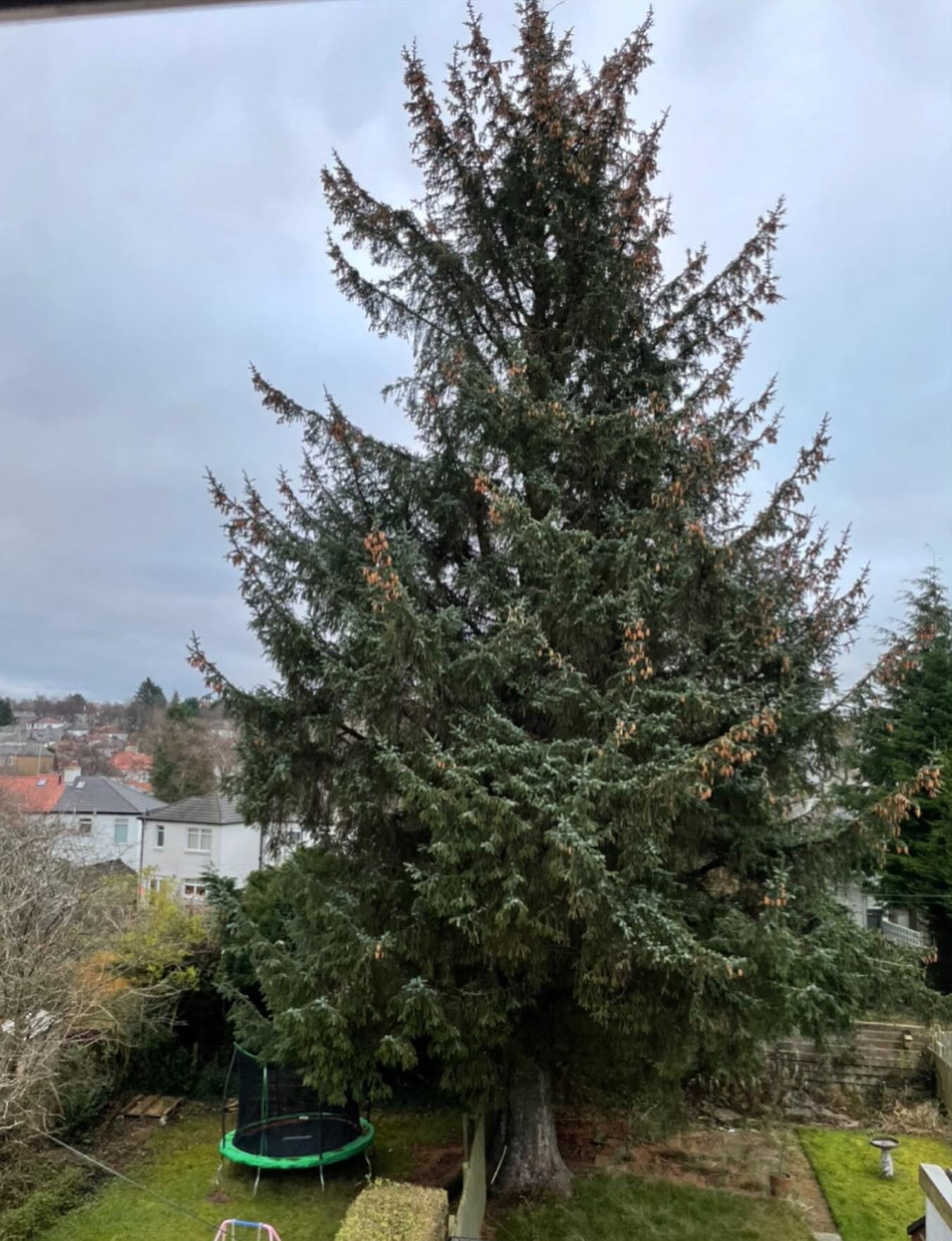 A very tall spruce towering over a back garden before removal