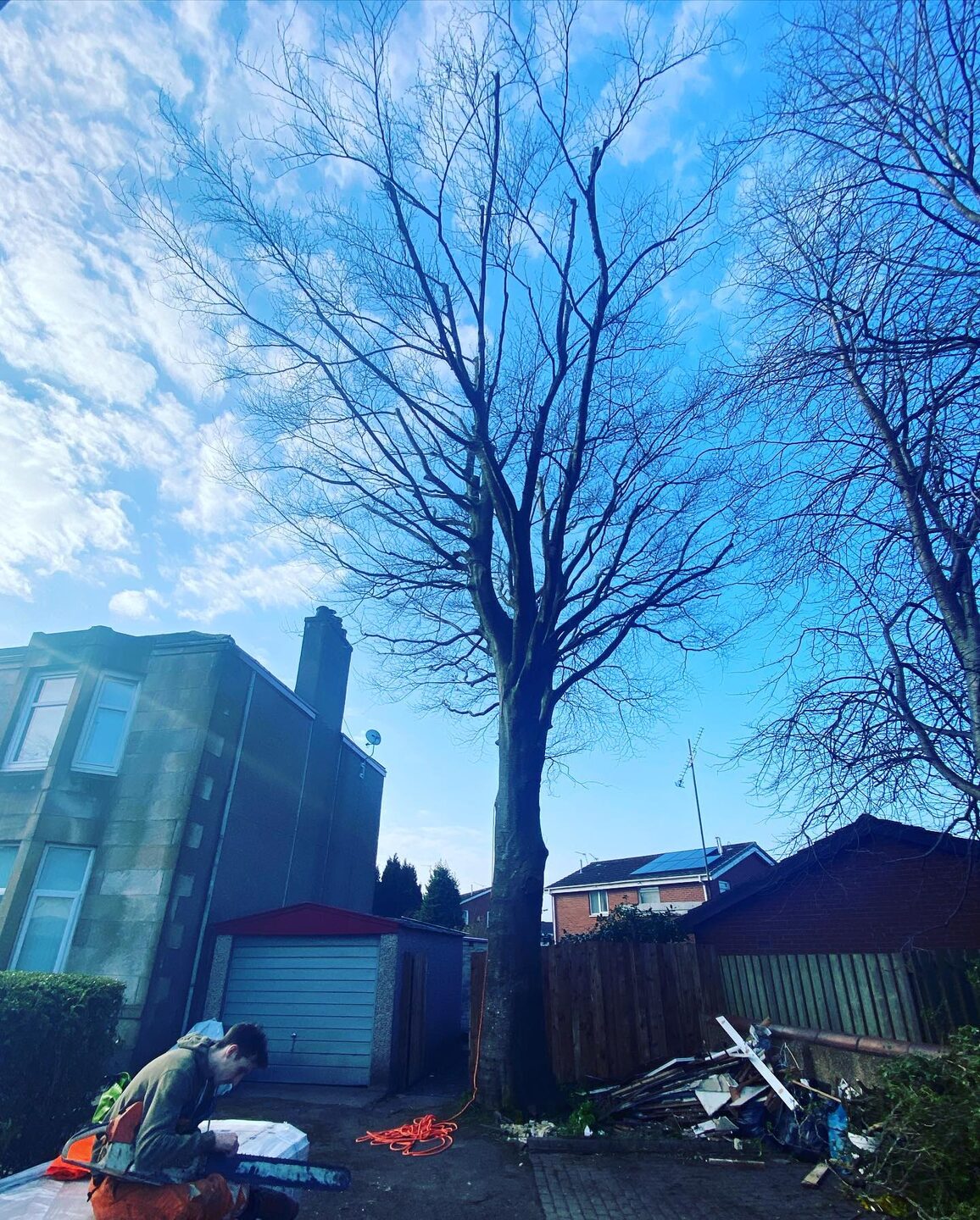 A large bare copper beech standing tight against a garage and back wall