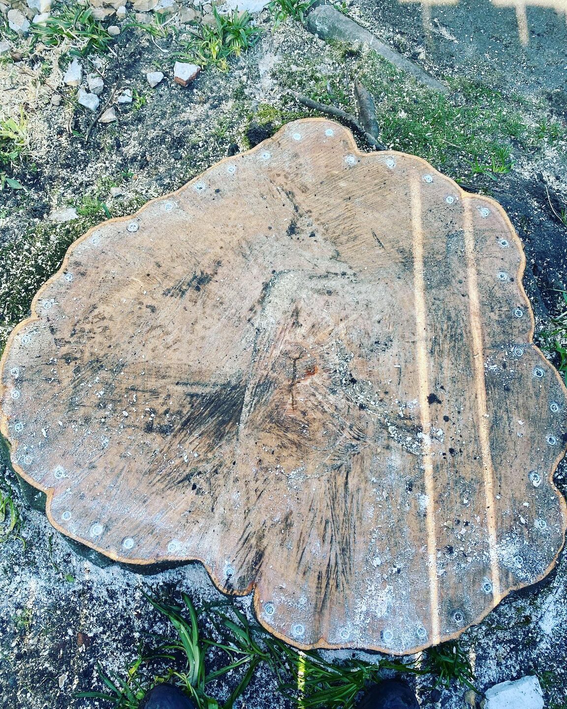 The cut face of the felled beech stump, growth rings and saw marks visible