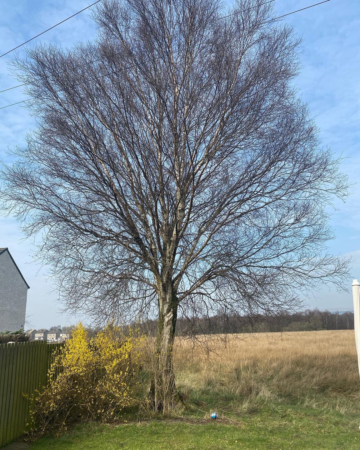 A large birch tree filling a back garden and blocking the view over open fields