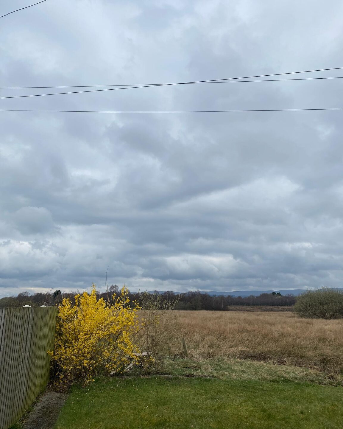 The same garden after the birch was felled, the field and sky now visible
